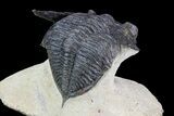 Bargain, Zlichovaspis Trilobite - Atchana, Morocco #72709-1